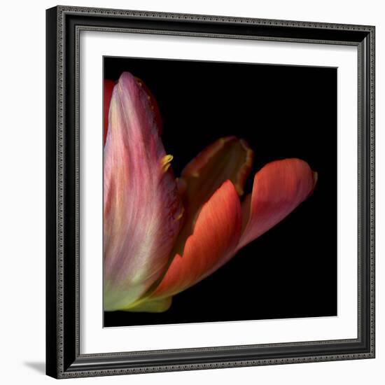 Red Tulip Abstract-Magda Indigo-Framed Photographic Print