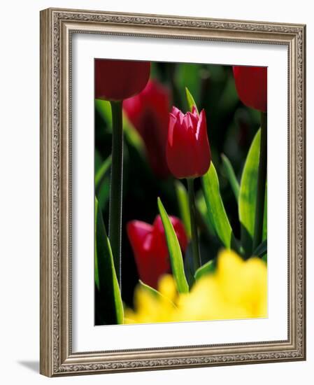Red Tulip at Roozengaarde Display Garden, Skagit Valley, Washington, USA-William Sutton-Framed Photographic Print