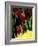 Red Tulip at Roozengaarde Display Garden, Skagit Valley, Washington, USA-William Sutton-Framed Photographic Print