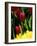 Red Tulip at Roozengaarde Display Garden, Skagit Valley, Washington, USA-William Sutton-Framed Photographic Print