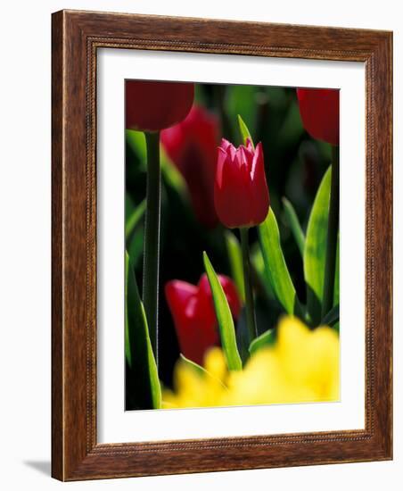 Red Tulip at Roozengaarde Display Garden, Skagit Valley, Washington, USA-William Sutton-Framed Photographic Print