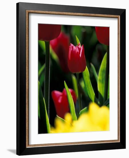 Red Tulip at Roozengaarde Display Garden, Skagit Valley, Washington, USA-William Sutton-Framed Photographic Print