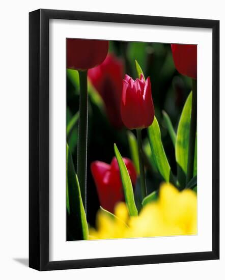 Red Tulip at Roozengaarde Display Garden, Skagit Valley, Washington, USA-William Sutton-Framed Photographic Print