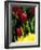 Red Tulip at Roozengaarde Display Garden, Skagit Valley, Washington, USA-William Sutton-Framed Photographic Print