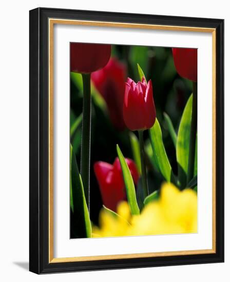 Red Tulip at Roozengaarde Display Garden, Skagit Valley, Washington, USA-William Sutton-Framed Photographic Print