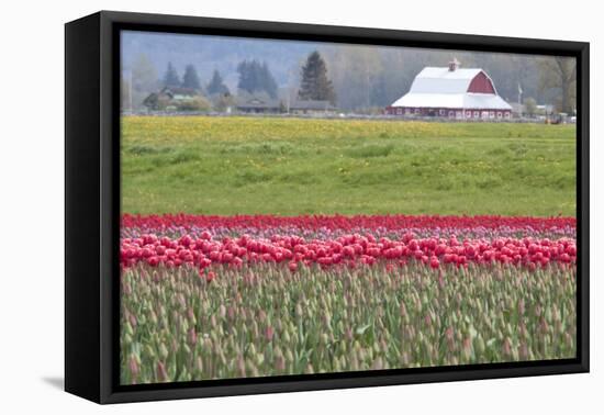 Red Tulip Barn-Dana Styber-Framed Premier Image Canvas