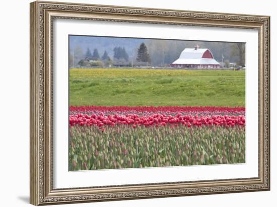 Red Tulip Barn-Dana Styber-Framed Photographic Print