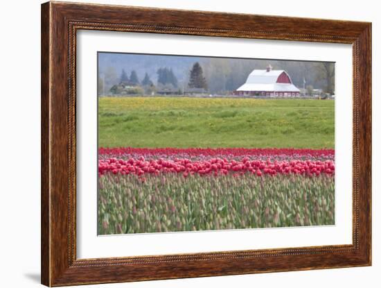 Red Tulip Barn-Dana Styber-Framed Photographic Print