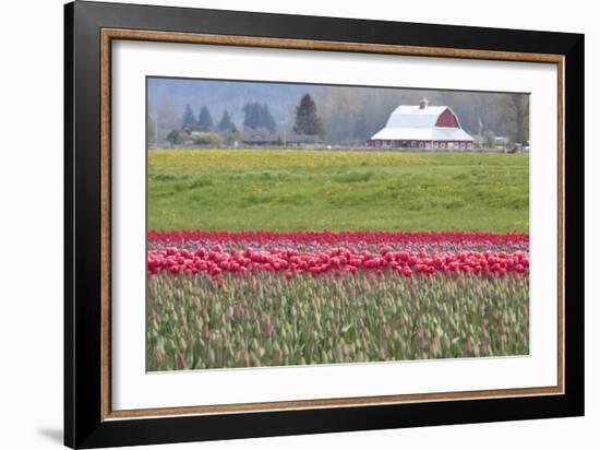 Red Tulip Barn-Dana Styber-Framed Photographic Print