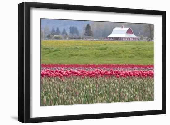 Red Tulip Barn-Dana Styber-Framed Photographic Print