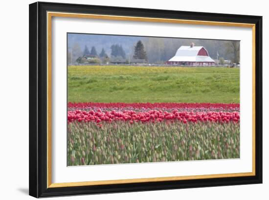 Red Tulip Barn-Dana Styber-Framed Photographic Print