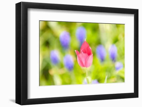 Red Tulip, Blossom, Close-Up-Alexander Georgiadis-Framed Photographic Print