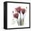 Red Tulip Faith-Albert Koetsier-Framed Stretched Canvas