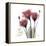 Red Tulip Faith-Albert Koetsier-Framed Stretched Canvas