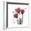 Red Tulip Faith-Albert Koetsier-Framed Premium Giclee Print