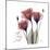 Red Tulip Faith-Albert Koetsier-Mounted Premium Giclee Print