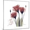 Red Tulip Faith-Albert Koetsier-Mounted Premium Giclee Print