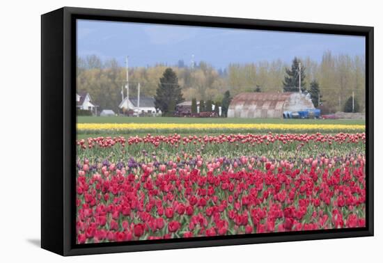 Red Tulip Farm-Dana Styber-Framed Premier Image Canvas