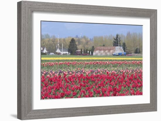 Red Tulip Farm-Dana Styber-Framed Photographic Print