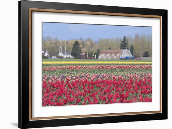 Red Tulip Farm-Dana Styber-Framed Photographic Print