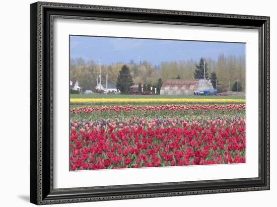 Red Tulip Farm-Dana Styber-Framed Photographic Print