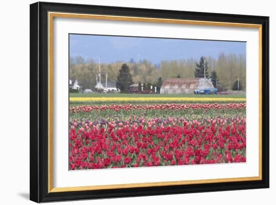 Red Tulip Farm-Dana Styber-Framed Photographic Print