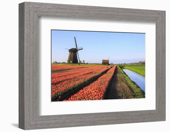 Red Tulip Fields and Blue Sky Frame the Windmill in Spring, Netherlands-Roberto Moiola-Framed Photographic Print