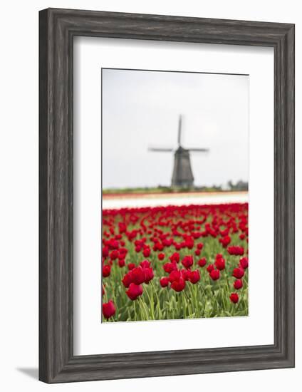 Red Tulip Fields Frame the Windmill in Spring, Berkmeer, Koggenland, North Holland, Netherlands-Roberto Moiola-Framed Photographic Print