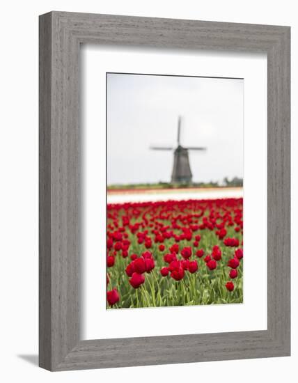 Red Tulip Fields Frame the Windmill in Spring, Berkmeer, Koggenland, North Holland, Netherlands-Roberto Moiola-Framed Photographic Print