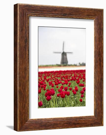 Red Tulip Fields Frame the Windmill in Spring, Berkmeer, Koggenland, North Holland, Netherlands-Roberto Moiola-Framed Photographic Print