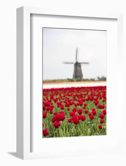 Red Tulip Fields Frame the Windmill in Spring, Berkmeer, Koggenland, North Holland, Netherlands-Roberto Moiola-Framed Photographic Print