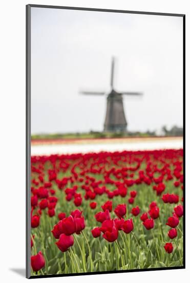 Red Tulip Fields Frame the Windmill in Spring, Berkmeer, Koggenland, North Holland, Netherlands-Roberto Moiola-Mounted Photographic Print