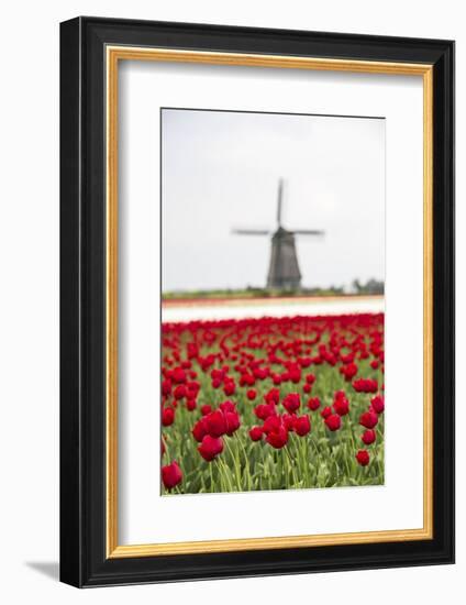 Red Tulip Fields Frame the Windmill in Spring, Berkmeer, Koggenland, North Holland, Netherlands-Roberto Moiola-Framed Photographic Print