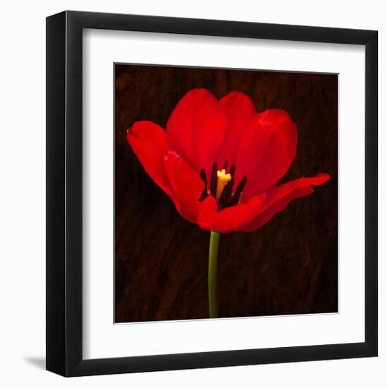 Red Tulip I-Christine Zalewski-Framed Art Print