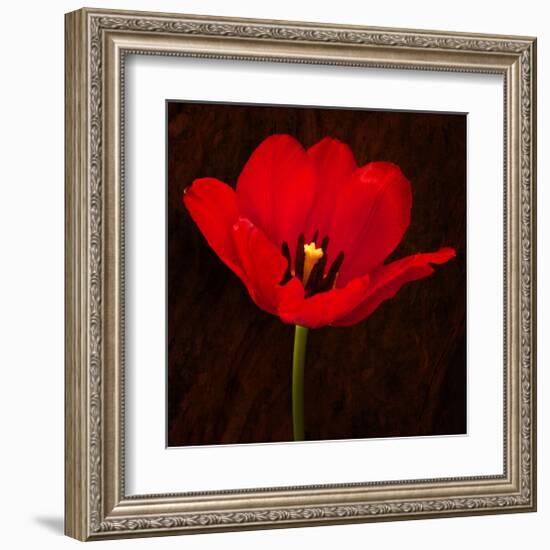 Red Tulip I-Christine Zalewski-Framed Art Print