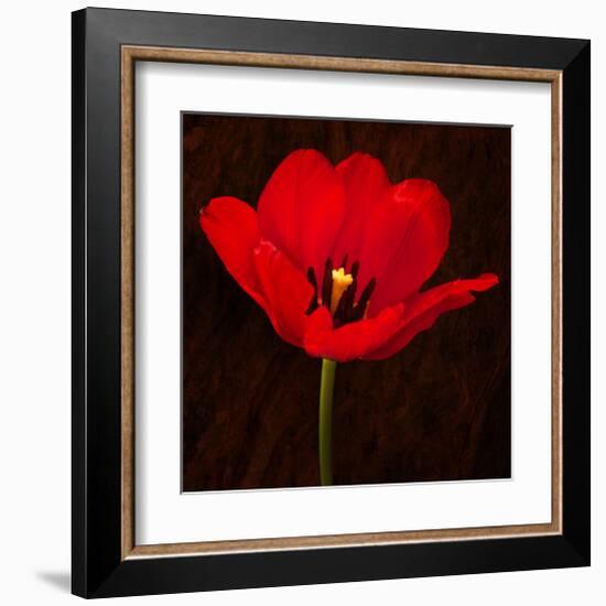 Red Tulip I-Christine Zalewski-Framed Art Print