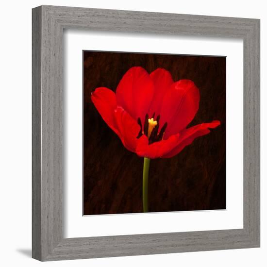 Red Tulip I-Christine Zalewski-Framed Art Print