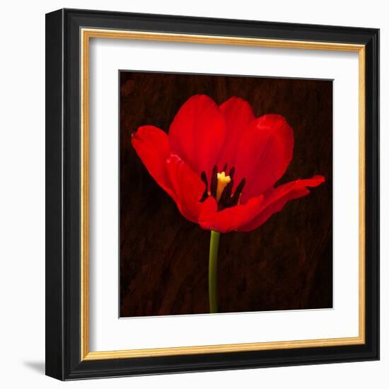 Red Tulip I-Christine Zalewski-Framed Art Print