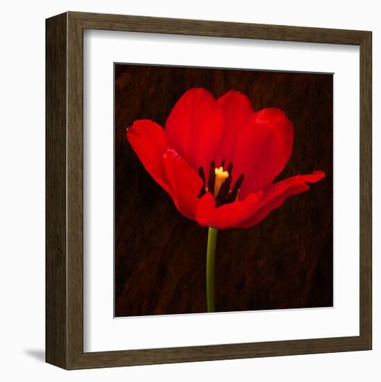 Red Tulip I-Christine Zalewski-Framed Art Print