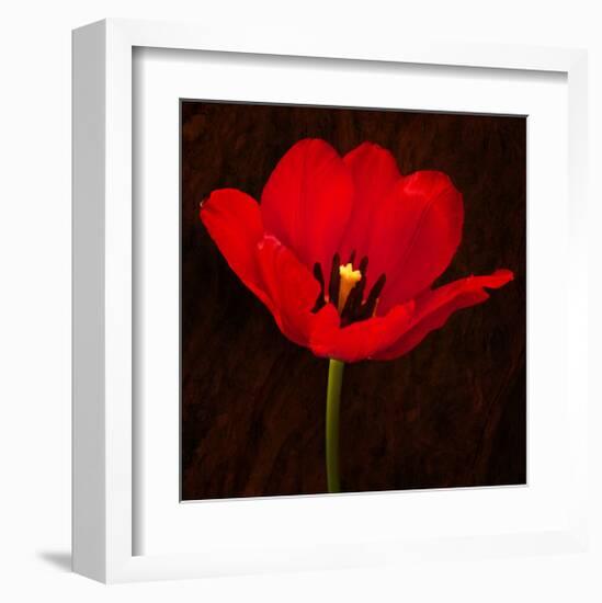 Red Tulip I-Christine Zalewski-Framed Art Print