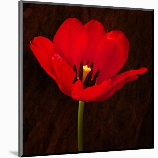 Red Tulip I-Christine Zalewski-Mounted Art Print