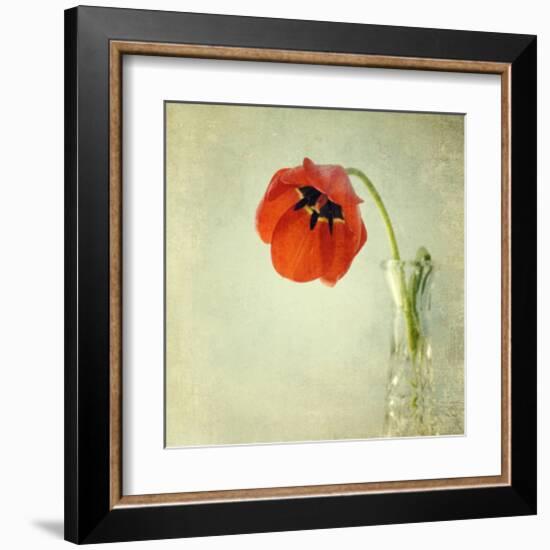 Red Tulip I-Judy Stalus-Framed Art Print