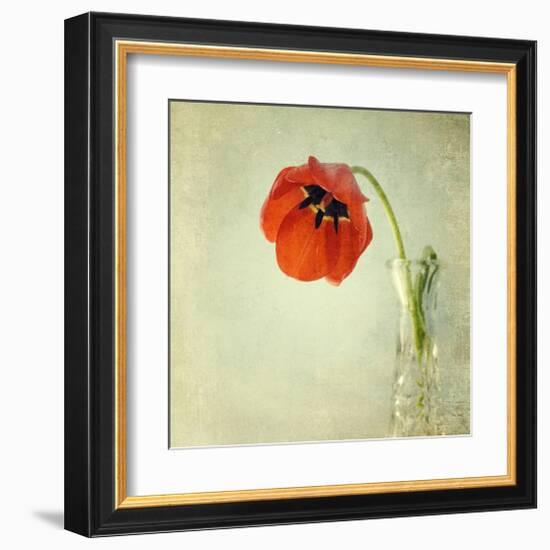 Red Tulip I-Judy Stalus-Framed Art Print