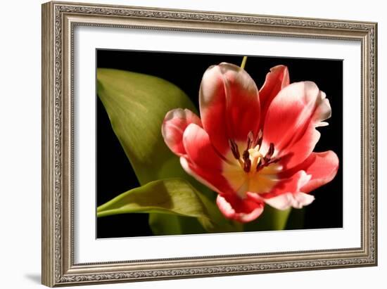 Red Tulip I-Renee W. Stramel-Framed Art Print