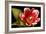 Red Tulip I-Renee W. Stramel-Framed Art Print