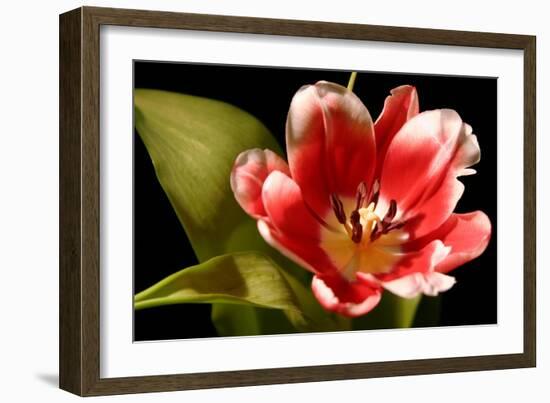 Red Tulip I-Renee W. Stramel-Framed Art Print