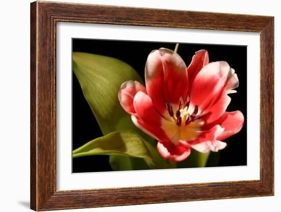Red Tulip I-Renee W. Stramel-Framed Art Print