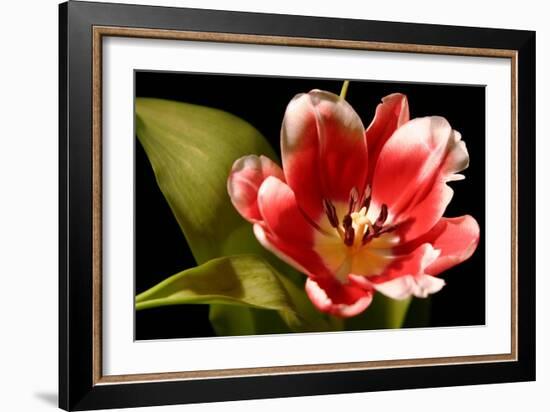 Red Tulip I-Renee W. Stramel-Framed Art Print