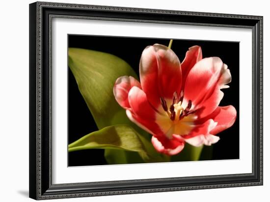 Red Tulip I-Renee W. Stramel-Framed Art Print