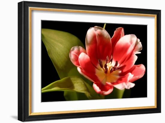 Red Tulip I-Renee W. Stramel-Framed Art Print